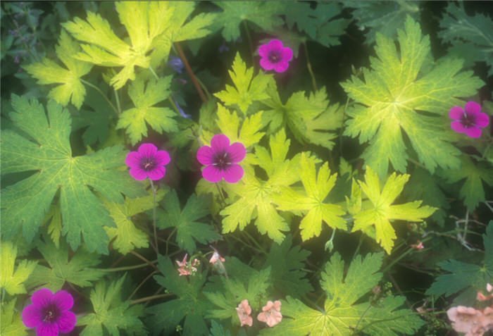 Geranium 'Ann Folkard'