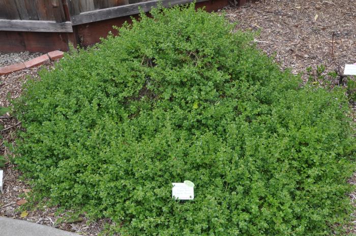 Baccharis pilularis 'Pigeon Point'