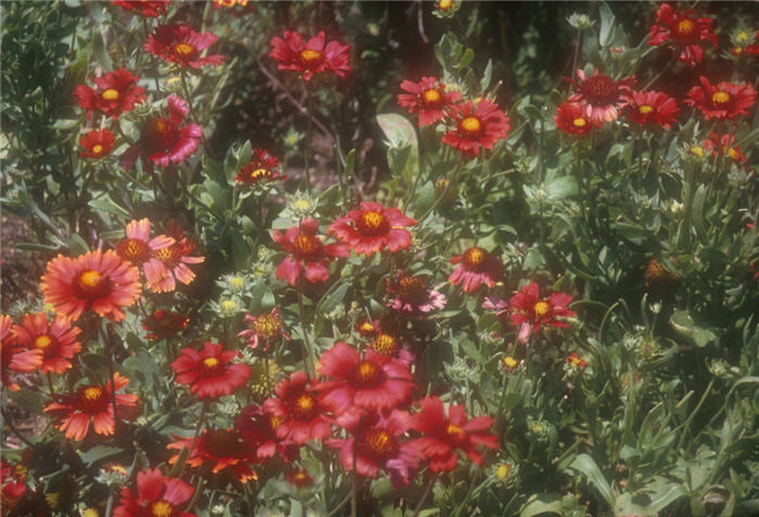 Burgundy Blanket  Flower