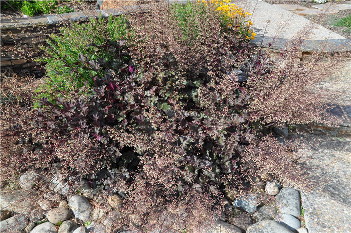 Heuchera 'Persian Carpet'