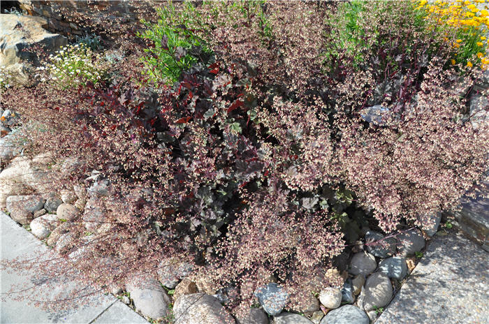 Plant photo of: Heuchera 'Persian Carpet'