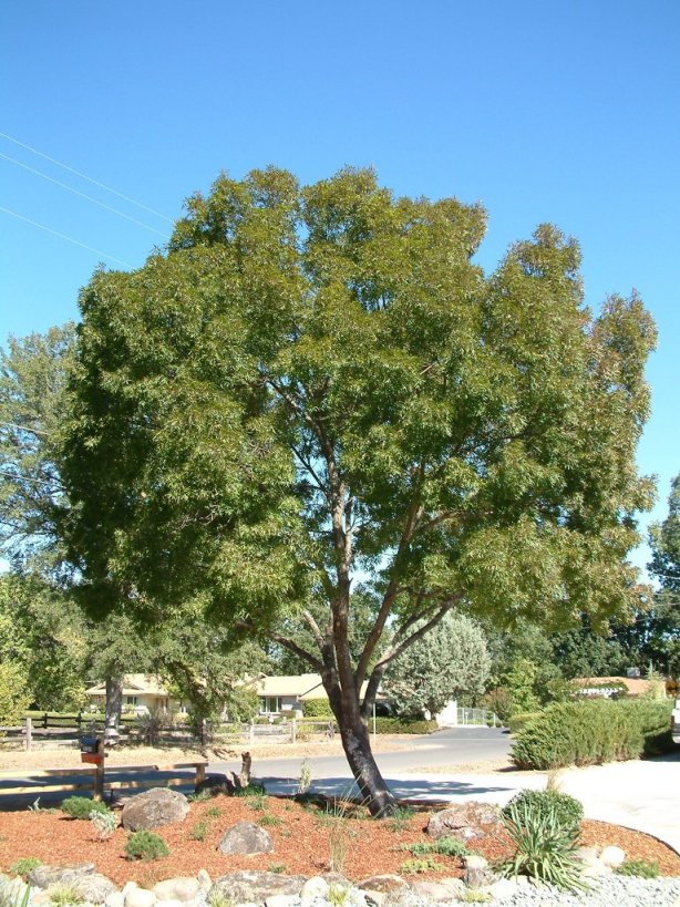 Fraxinus angustifolia 'Raywood'