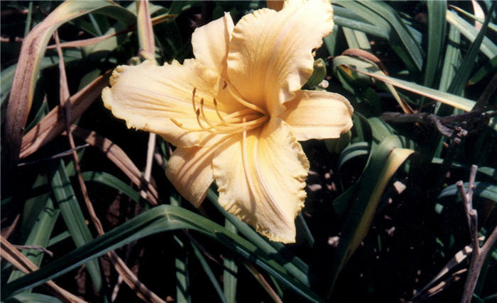 Bahia Daylily