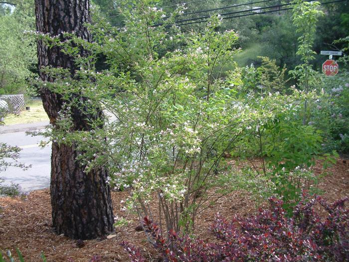 Abelia grandiflora X 'Edward Goucher'