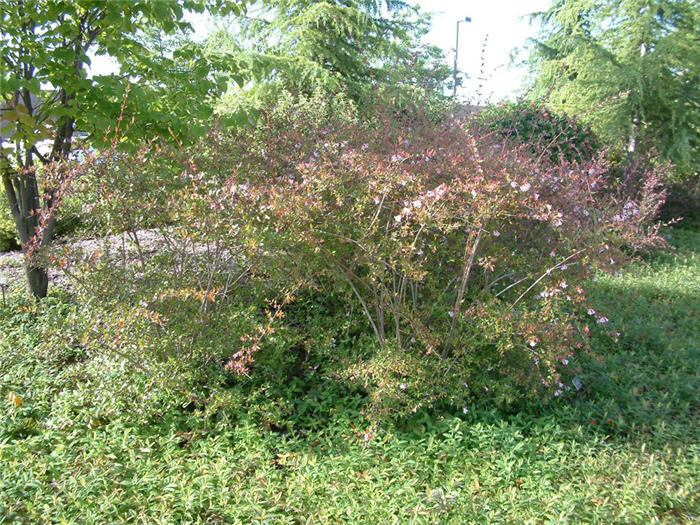 Plant photo of: Abelia grandiflora X 'Edward Goucher'