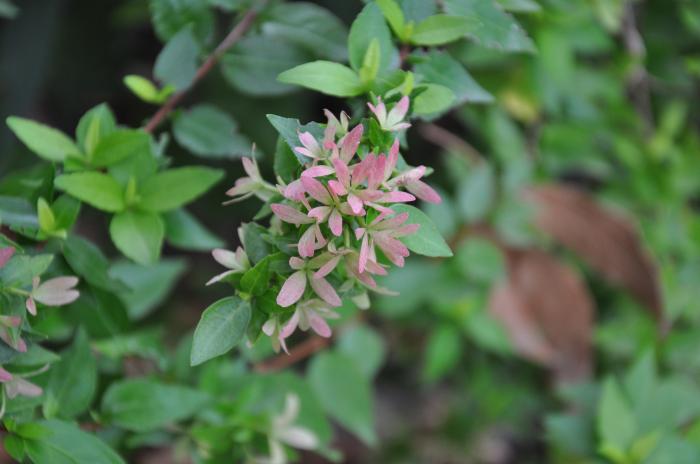 Plant photo of: Abelia grandiflora X 'Edward Goucher'