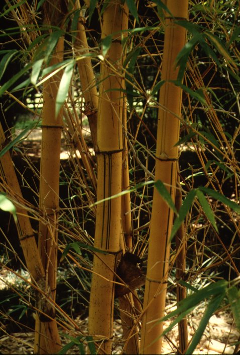 Alphonse Karr Bamboo