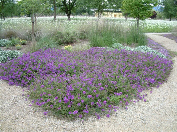 Homestead Purple Verbena