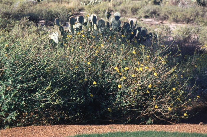 Golden Eye, Desert Sunflower