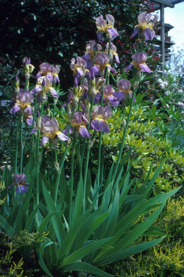 Plant photo of: Iris Bearded Hybrids