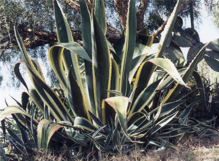 Agave americana v. marginata