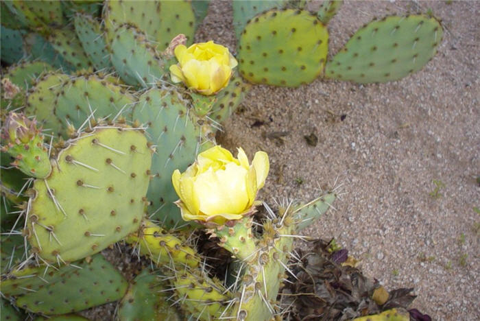 Sprawling Prickly Pear