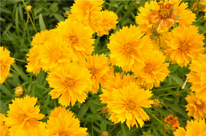 Plant photo of: Coreopsis grandiflora 'Double Sunburst'