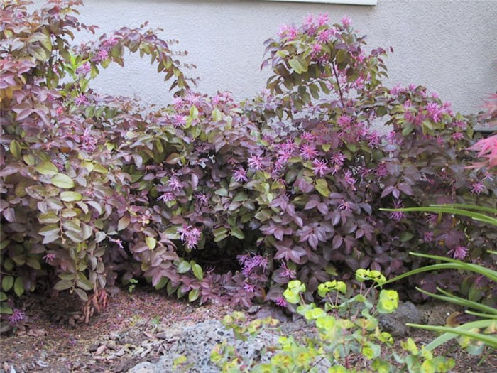 Plant photo of: Loropetalum chinense v. rubrum