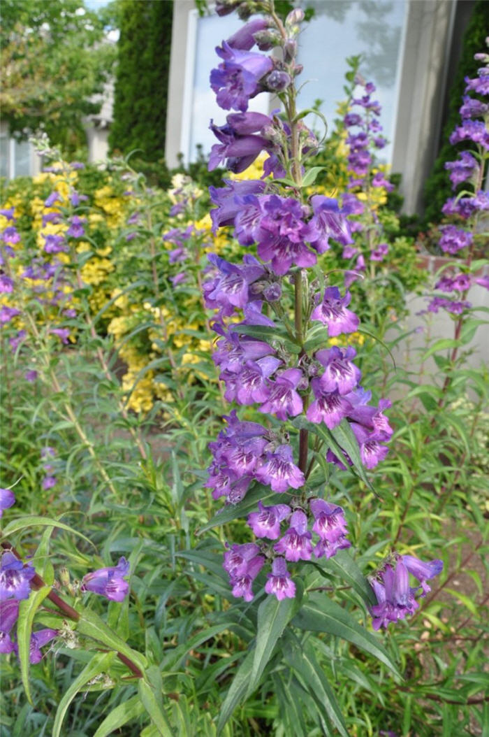 Plant photo of: Penstemon hybrids (assorted)