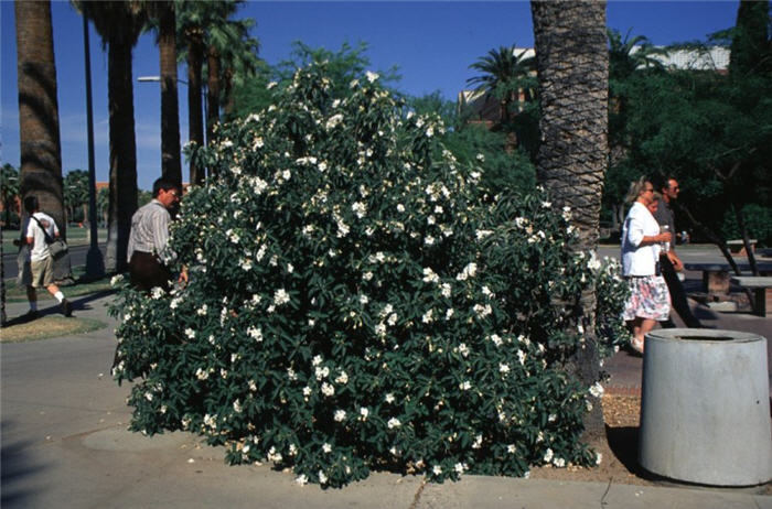 Plant photo of: Cordia boissieri