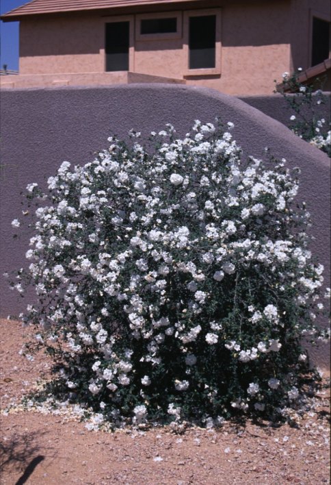 Cordia parvifolia