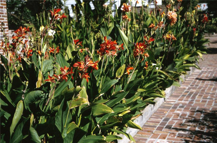 Common Garden Canna