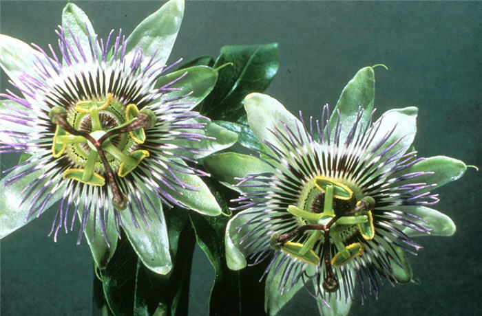 Passiflora alatocaerulea