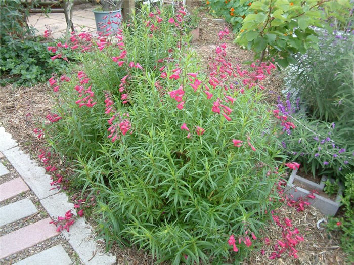 Penstemon 'Ruby King'