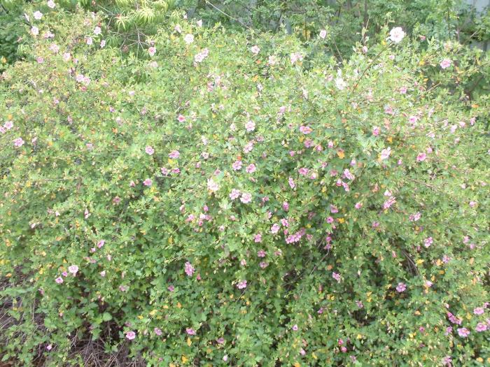Plant photo of: Anisodontea X hypomandarum