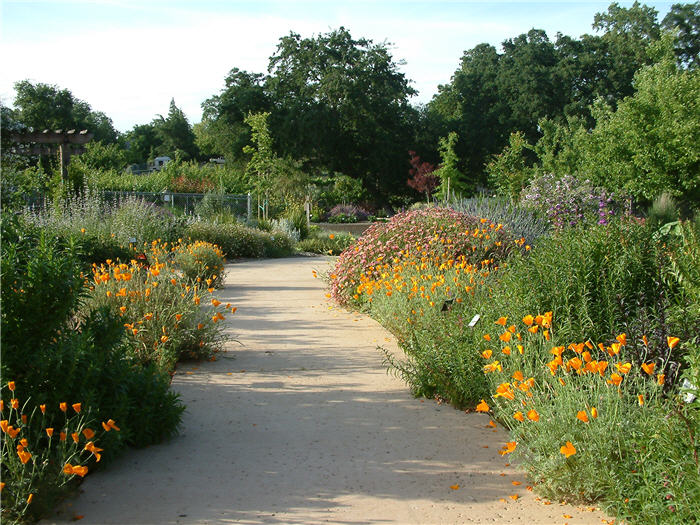 Mexican Golden Poppy