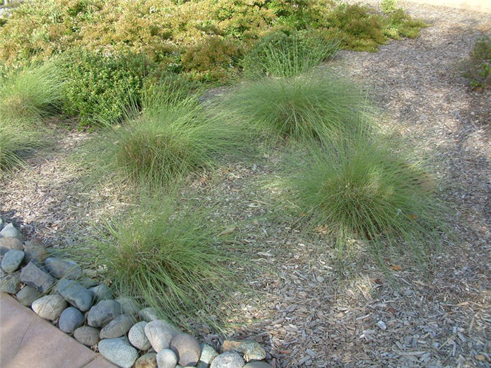 Plant photo of: Muhlenbergia rigens