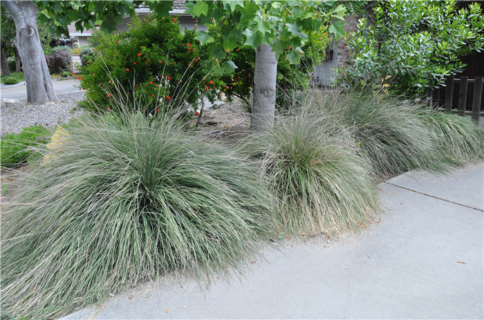 Plant photo of: Muhlenbergia rigens