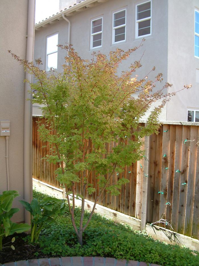 Acer palmatum 'Sango Kaku'