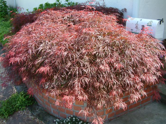 Acer palmatum 'Atropurpureum'