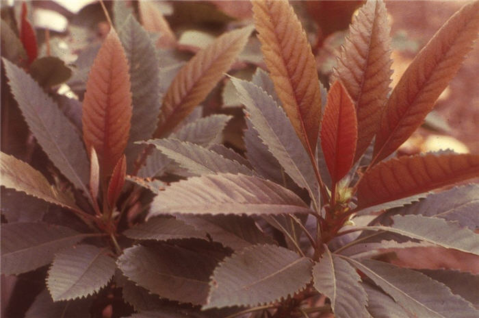 Bronze Loquat