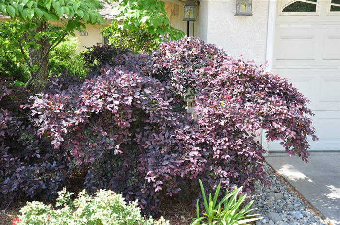 Loropetalum chinense 'Razzleberri'