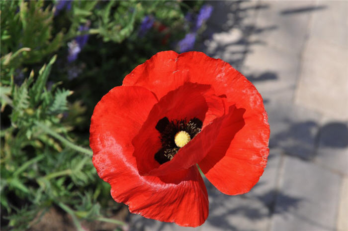 Papaver rhoeas