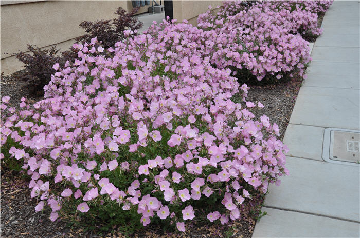 Oenothera speciosa