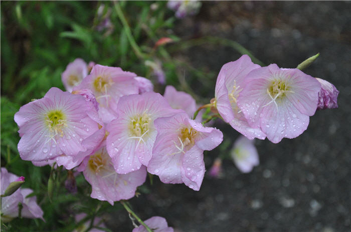 Plant photo of: Oenothera speciosa