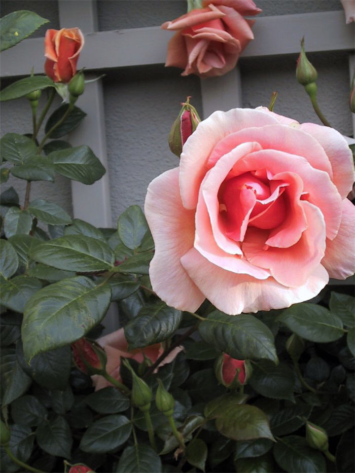Royal Sunset Climbing Rose