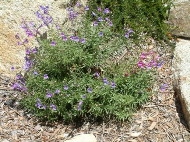 Penstemon heterophyllus