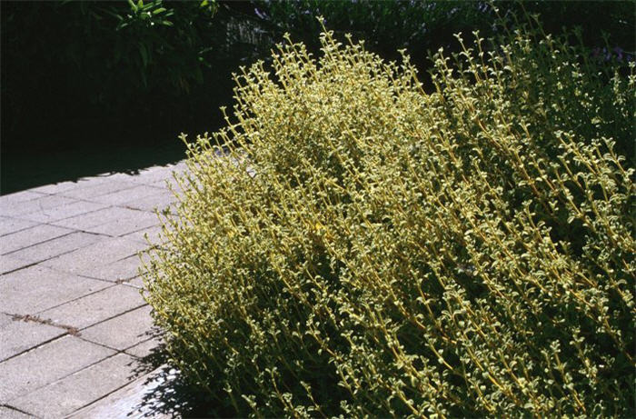 Phlomis lanata