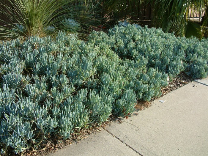 Plant photo of: Senecio mandraliscae