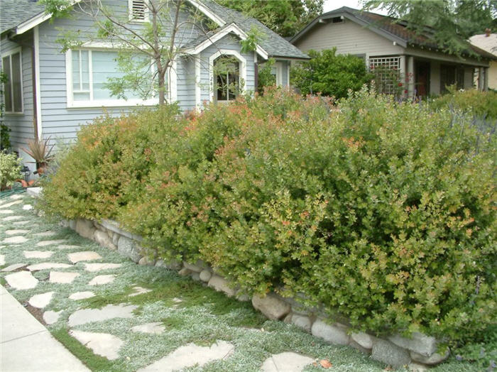 Arctostaphylos 'Sunset'