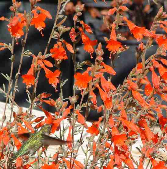 Catalina California Fuchsia