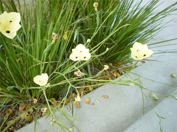 Plant photo of: Dietes bicolor