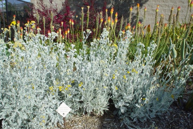 Senecio cineraria