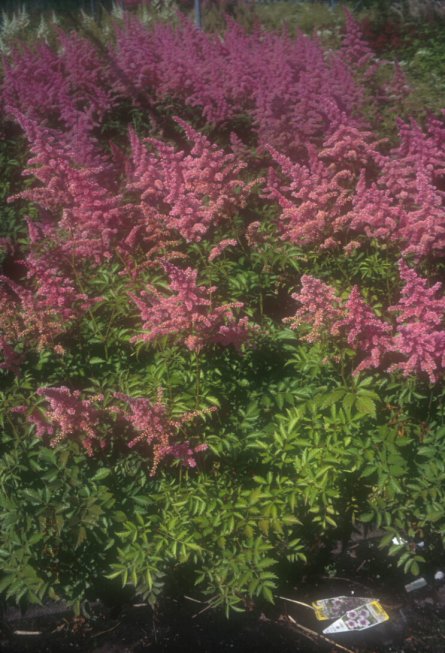 Astilbe X arendsii 'Rhineland