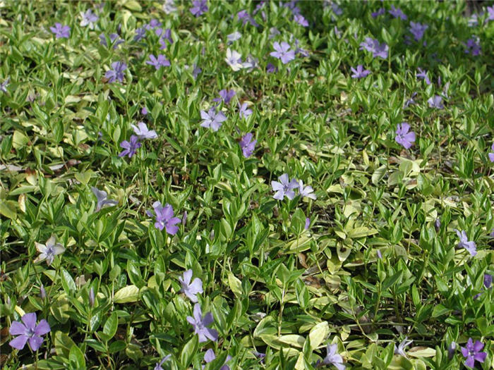 Dwarf Vinca or Periwinkle