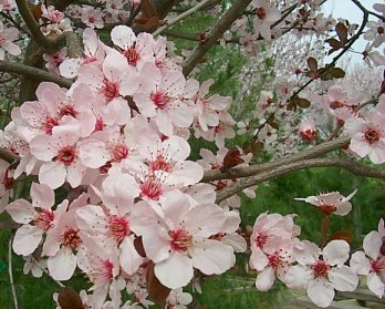 Prunus cerasifera 'Krauter Vesuvius'