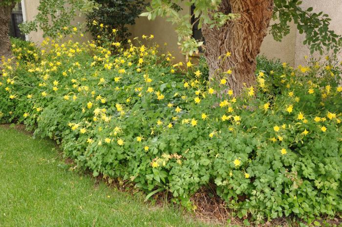 Plant photo of: Aquilegia hybrids