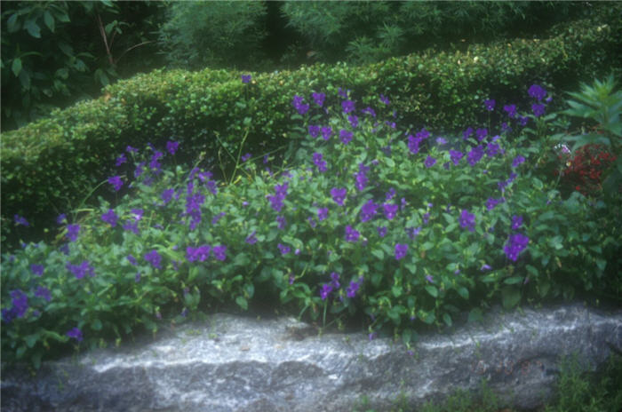 Viola cornuta 'Purple Showers'