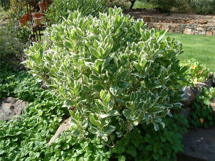 Plant photo of: Hydrangea macrophylla 'Variegata'