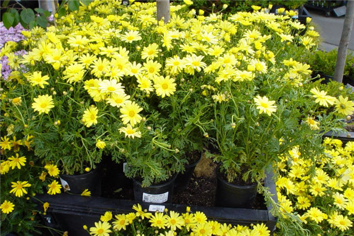 Chrysanthemum frutescens 'Dwarf Yellow'